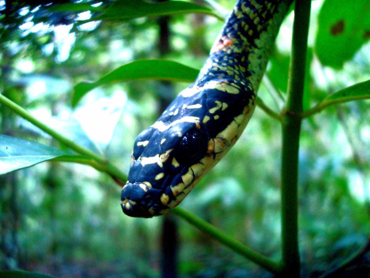Rainforest River Bay Deniyaya Luaran gambar